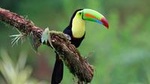 Early Bird Watching Tour