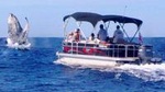 Elite Luxury Tritoon