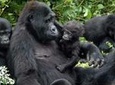 Gorilla trekking - 3 days
