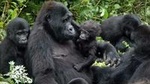 Gorilla trekking - 3 days