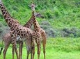 Guided Day Tour To Arusha National Park From Arusha