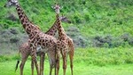 Guided Day Tour To Arusha National Park From Arusha