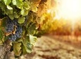 Kangaroo Island Half Day Food and Wine Trail Tour