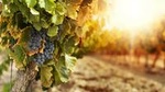 Kangaroo Island Half Day Food and Wine Trail Tour