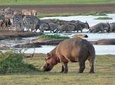 Lake Manyara National Park Day Trip From Arusha
