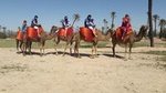 Marrakech Palm Grove Camel Ride with Tea Break