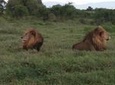 Safari Tour; Nairobi National Park