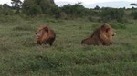Safari Tour; Nairobi National Park