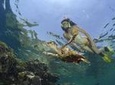 Port Ghalib day snorkeling excursion