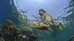 Port Ghalib day snorkeling excursion