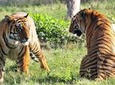 Private 4-Day Ranthambhore Tiger Safari Tour to Agra and Jaipur from Delhi