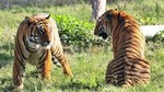 Private 4-Day Ranthambhore Tiger Safari Tour to Agra and Jaipur from Delhi