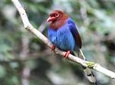 Birdwatching in Sinharaja Rainforest