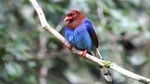 Birdwatching in Sinharaja Rainforest