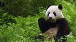 Private Half Day Tour to Beijing Panda House and Summer Palace