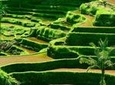 Private Shore Excursion: Customized Best of Bali Tour