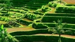 Private Shore Excursion: Customized Best of Bali Tour