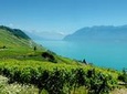 Swiss Riviera Private Tour : Lausanne, Vevey, Montreux, Chillon