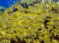 Scuba Diving