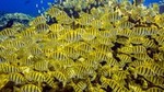 Scuba Diving