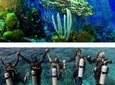 Scuba Diving Tour in Cham Island for certified divers or Beginners