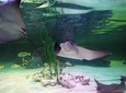 SEA LIFE Loch Lomond General Admission