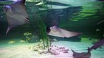 SEA LIFE Loch Lomond General Admission