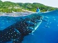 Whale Shark Encounter and Tumalog Waterfalls Tour