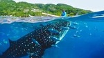Whale Shark Encounter and Tumalog Waterfalls Tour