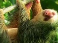 Sloth Tour