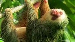 Sloth Tour