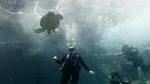 South Maui Shore Dives