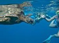 SUP Turtle Town Snorkel from Makena