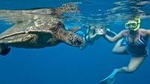 SUP Turtle Town Snorkel from Makena