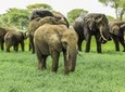 Tarangire National Park Guided Day Tour From Arusha