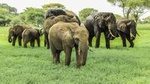 Tarangire National Park Guided Day Tour From Arusha