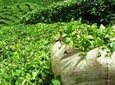 Guided Tea and Sugar Tour of Mauritius with Lunch