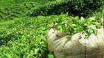 Guided Tea and Sugar Tour of Mauritius with Lunch