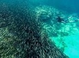 The Ultimate Rush: Moalboal Sardine Run and Kawasan Canyoneering