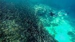 The Ultimate Rush: Moalboal Sardine Run and Kawasan Canyoneering
