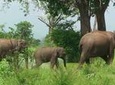 Udawalawe National Park Safari. Private full day tour from Bentota.