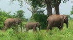 Udawalawe National Park Safari. Private full day tour from Bentota.