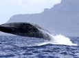 Whale watching - Exclusivity