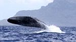 Whale watching
