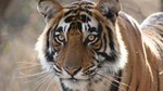 3-Day Ranthambhore Tiger Tour to Agra and Jaipur from Delhi
