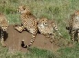 4-Day Kidepo Wild Life Safari