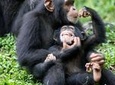 5-Day Queen Elizabeth & Kibale Forest Chimp trek