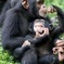 5-Day Queen Elizabeth & Kibale Forest Chimp trek