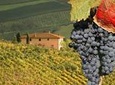 Truffle and Brunello Sommelier Vip Experience in Tuscany Lands from Florence