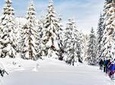 Snowshoe Through Vancouver's Winter Wonderland